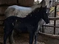 فرس, Lipizzaner — الصورة 6