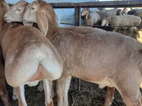Ram, Arashan sheep — photo 1