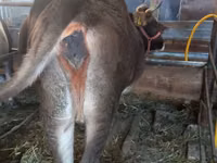 गाय, Russian Black pied cattle — फ़ोटो 6
