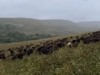 أغنام (دفعة، الجنس غير محدد), Karachay sheep — الصورة 7