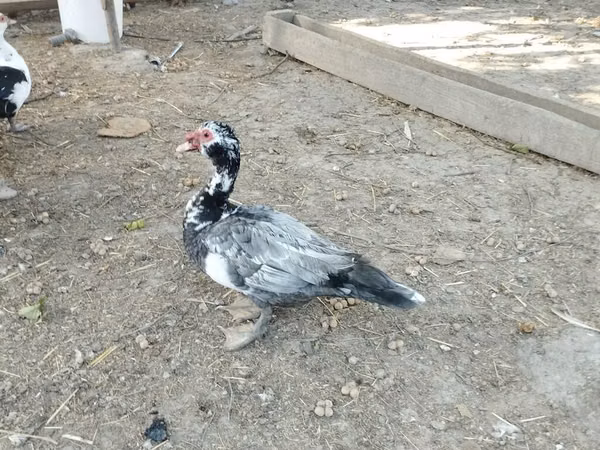 مسكوفي منزلي