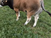 Toro, Partenaise cattle — foto 7