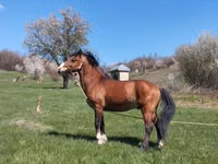 Horse (M), Karabakh horse — photo 5
