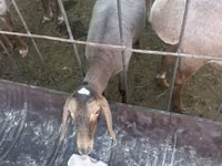 Oveja, Dorper sheep — foto 7