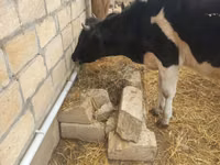 Bulle, Russian Black pied cattle — Foto 5