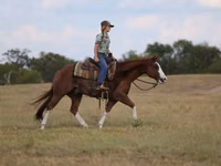 Caballo, Quarter Horse — foto 4