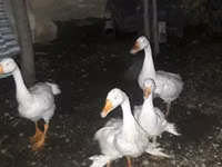 Geese — Foto 4