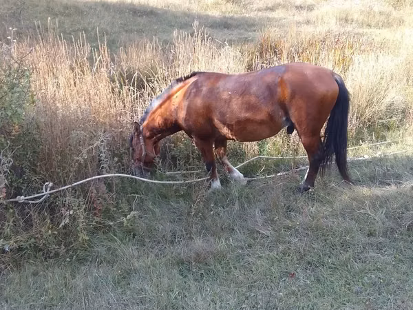 Horse (M), Karabakh horse