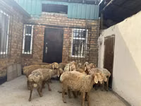Carnero, Rhon sheep — foto 7