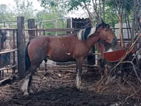 Caballo, Altai horse — foto 6