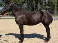 Stute, Percheron — Foto 2