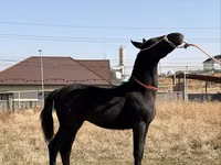 حصان, Arabian horse — الصورة 5