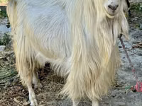 Ziege, Irish goat — Foto 1