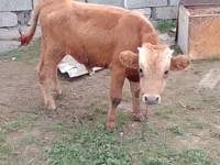 सांड, Simmental cattle — फ़ोटो 6