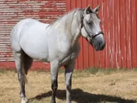 Horse (M), Tennessee Walking Horse — photo 5