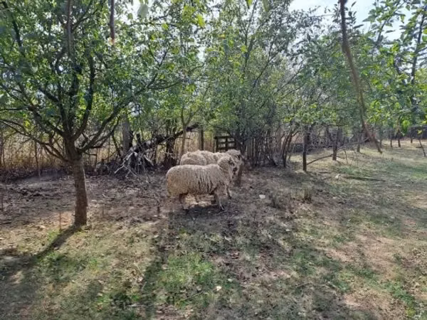 मेढ़ा, Tsigai sheep