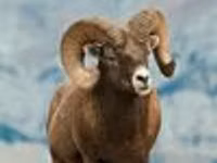 Widder, Gorkov sheep — Foto 2