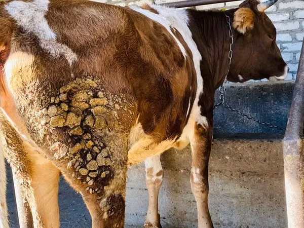 نعجة, Beulah Speckled face sheep