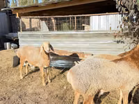 Ram, Edilbay sheep — photo 3