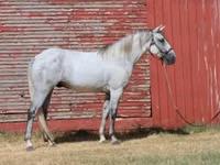 Horse (M), Tennessee Walking Horse — photo 8