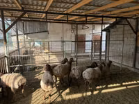 Oveja, Rhon sheep — foto 2
