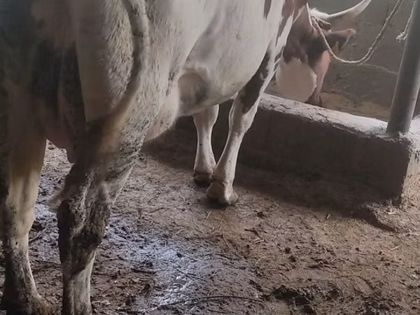 गाय, ऐरशायर