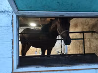 घोड़ा, Arabian horse — फ़ोटो 3