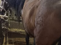 Mare, Horses — photo 5