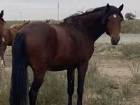 Horse (M), Anglo-Arabian — photo 1