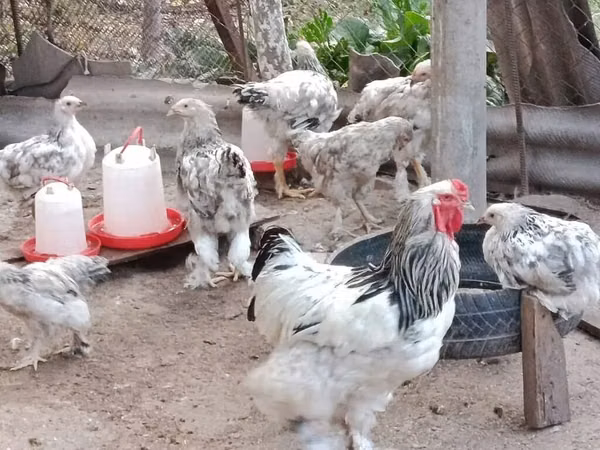 براهما