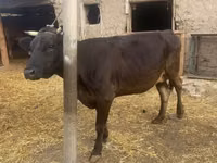 Vaca, Ganado vacuno — foto 1