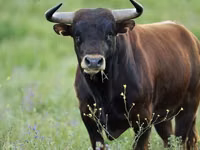 Toro, Ganado vacuno — foto 1