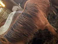 Mare, Kustanai horse — photo 1