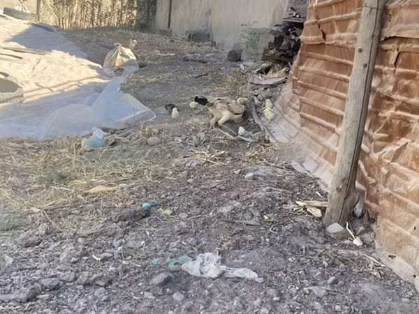 Куры