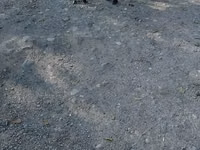 बकरा, बकरियाँ — फ़ोटो 5