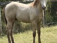 Horse (M), Kentucky mountain daddle horse — photo 2