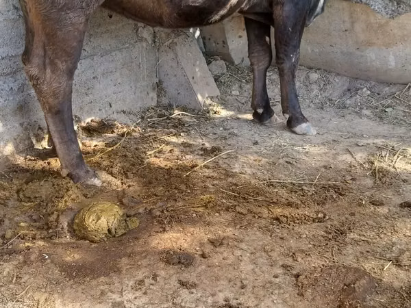 गाय, अलाताऊ नस्ल