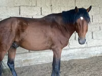 Horse (M), Anglo-Arabian — photo 2