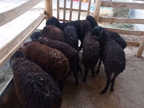 भेड़, Tajik sheep