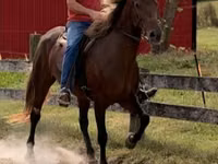 Yegua, Rocky Mountain Horse — foto 3