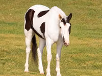 حصان, American paint horse — الصورة 3