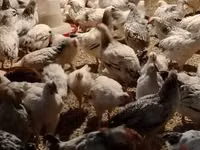 Chickens — Foto 4