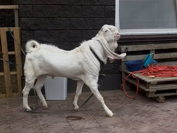Ziegenbock, Gulabi goats