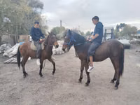 Caballo, Thoroughbred horse — foto 7