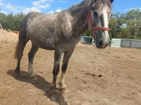 Horse (M), Altai horse — photo 5