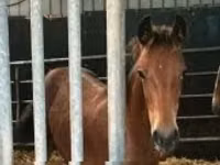 Stute, Dutch warmblood horse — Foto 3