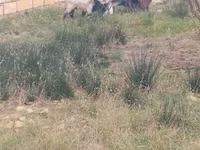 Cabras (lote, sexo no especificado), Cabras — foto 3
