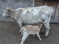 Vaca, Swiss cattle — foto 2
