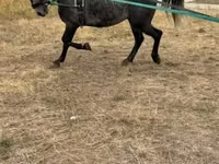 خيول (دفعة، الجنس غير محدد), Lipizzaner — الصورة 1