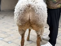 Schaf, Awassi sheep — Foto 6